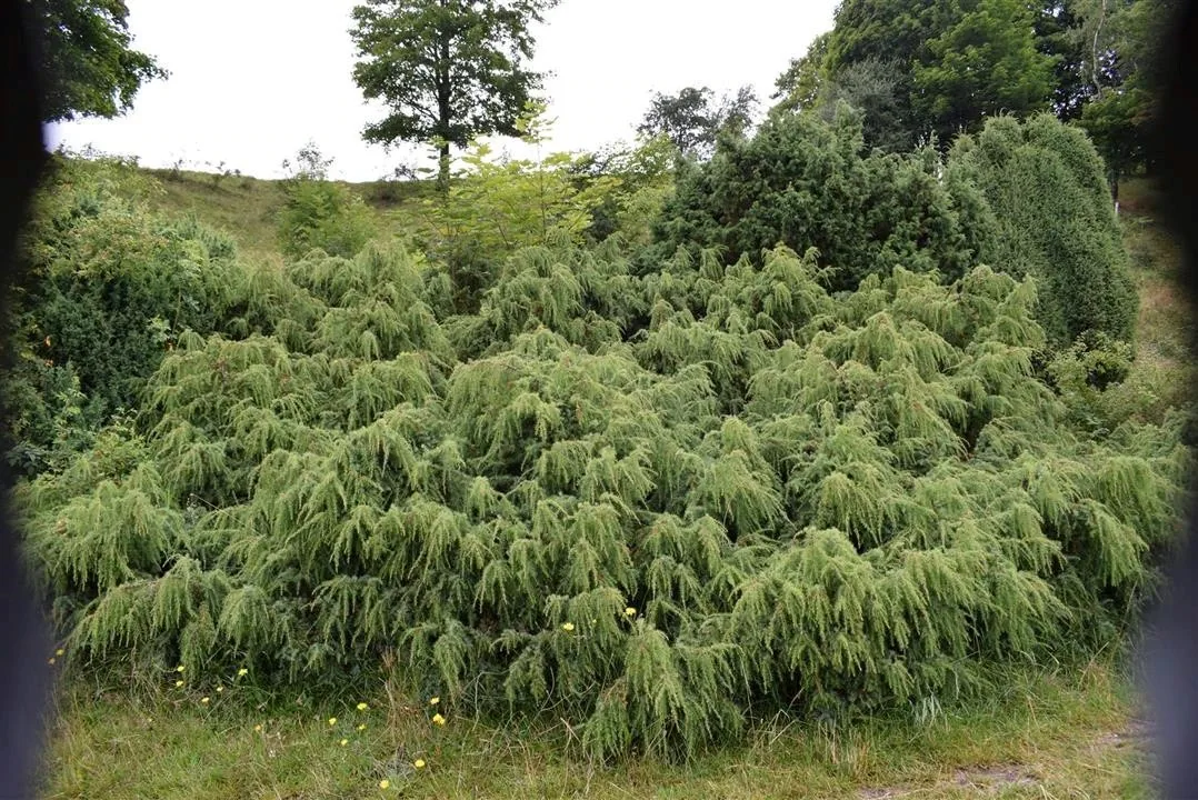 G21.5  bramslev bakker to hobro walk along mariager fjord (19)